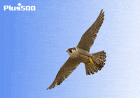 Plus500 usa trading stocks economy GIF