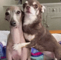 Scared Dogs GIF