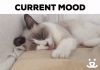 Best Friends Reaction GIF by Best Friends Animal Society