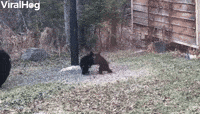 Couple of Canadian Cubs Playing