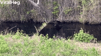Big Black Bear Bathes in Swamp Before Bailing