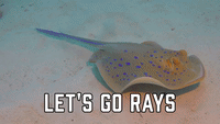 Let's Go Rays
