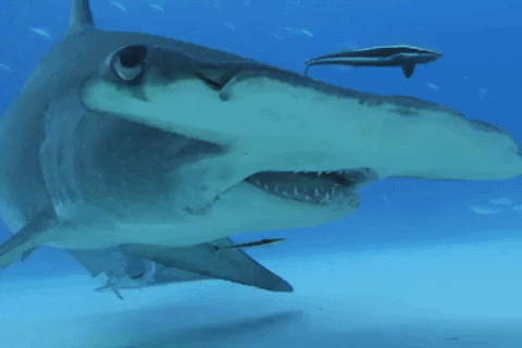 Hammershark What GIF by Shark Week