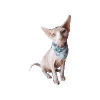 Naked Cat Sticker by Geekster Pets