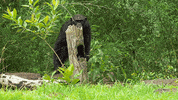 spy in the wild robots GIF by ThirteenWNET