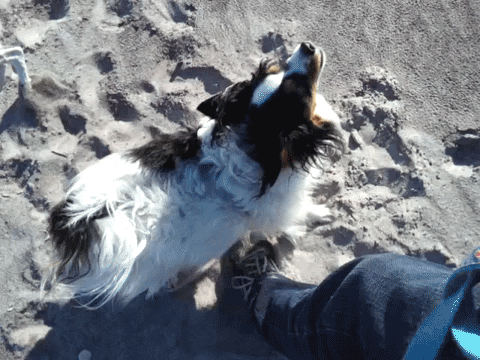 dog puppy GIF by Badass BK