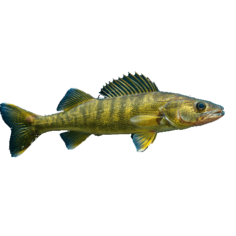 Fish Fishing Sticker