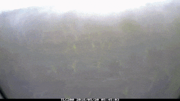 MCSeedcorn seedcorn masterschoice GIF