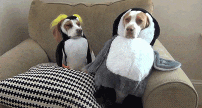 Video gif. Two dogs sit on a couch, dressed in penguin costumes, looking miserable.