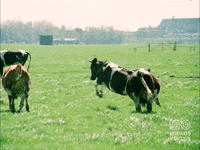 Happy Vintage GIF by Beeld & Geluid