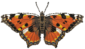 Beauty Flying Sticker