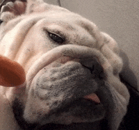 DrakeUGriff mascot drake bulldog iowa GIF