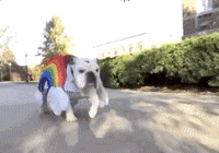 Drake Mascot GIF by DrakeUGriff