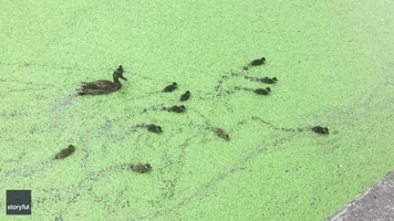 Plastic Pollution Mars the Scene for Dabbling London Ducks