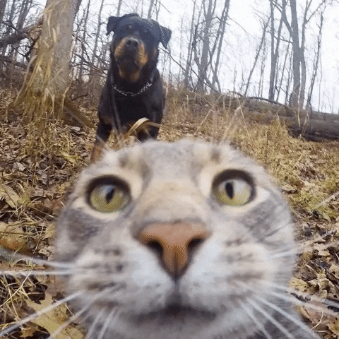 HermonDy giphygifmaker GIF