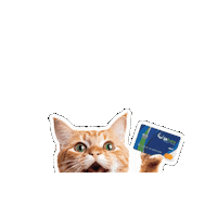 InfuzeCU cat hello wtf money Sticker