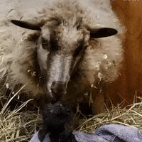 GIF by The Dodo