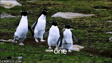 penguin jumping GIF by Cheezburger