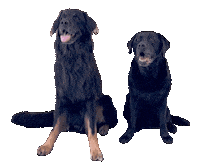 Best Friends Sticker by De Graafschap Dierenartsen