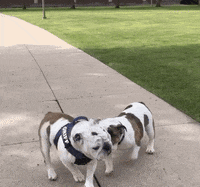 GIF by DrakeUGriff