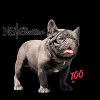 nsbullies chocolate frenchie french bulldog frenchies GIF