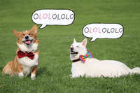 shiba inu lol GIF by KeepUpWithJaz