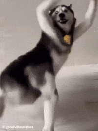 Funny Dog Dancing Husky GIF