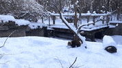 red panda GIF by Digg