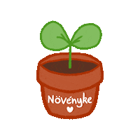 csillagfenyves flower plant magyar hungarian Sticker