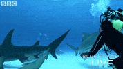bbc one blue planet 2 GIF by BBC