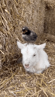Two-Day-Old Lamb Makes Friends With Chick in Adorable video