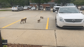 Bobcat and Kittens Stun Onlooker in Iowa Parking Lot