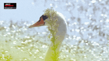 Racing Motorcycle GIF by MotoGP™