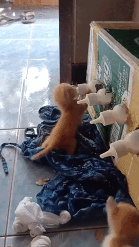 cuteanimalland giphyupload GIF