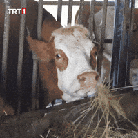 Dinner What GIF by TRT