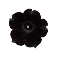 Petunia Black Flower Sticker by Ball Horticultural Co