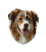 Dog Sticker by Diggs Pet