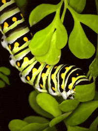 Hungry Time Lapse GIF by Ansel Oommen