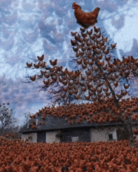 Chickens On Tree And Everywhere GIF