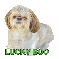 Lucky Dog Sticker