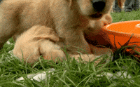 golden retriever sibling GIF