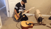 GIF by AFV Pets
