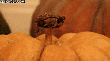 pumpkin GIF by Cheezburger