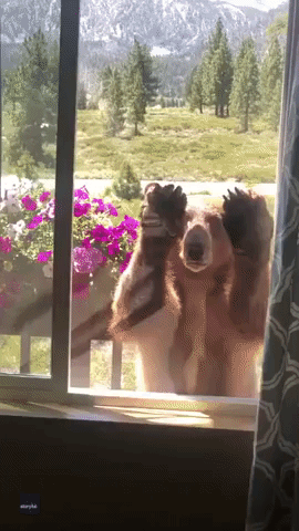'Shoo!': Bear Tries to Break Into Family's House in Mammoth Lakes, California
