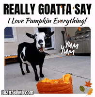 Pet Gifs Cute Goats GIF by Goatta Be Me Goats! Adventures of Java, Toffee, Pumpkin and Cookie!