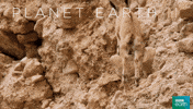 fail planet earth 2 GIF by BBC Earth
