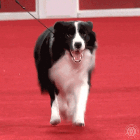 Happy Dog Show GIF by American Kennel Club