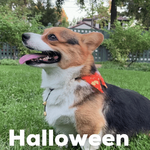 Halloween Corgi GIF