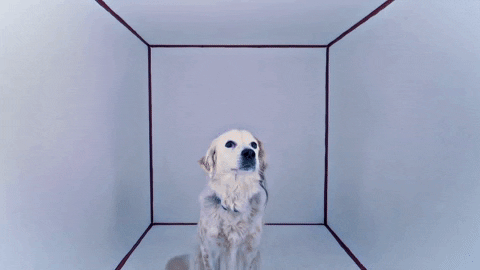 mergerecords giphyupload puppy dogs plants GIF