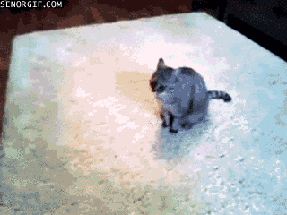 cat trick GIF by Cheezburger